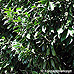 Cherry Laurel