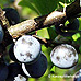 Früchte (Blackthorn, Sloe)