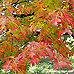 Herbst (Red Oak)