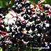 Früchte (Black Elder, Bourtree, Common Elder, Elderberry, European Elder)