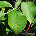 Blätter (Black Elder, Bourtree, Common Elder, Elderberry, European Elder)