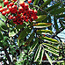 Blätter (Mountain Ash, Rowan)