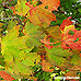 Herbst (Norway Maple)