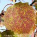 Herbst (Common Aspen)