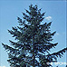 European Silver Fir