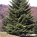 Erscheinungsbild (Nordmann Fir, Caucasian Fir)