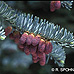 Blüten (Blue Noble Fir)