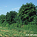 Erscheinungsbild (Field Maple, Common Maple, Hedge Maple)