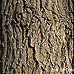 Rinde (Field Maple, Common Maple, Hedge Maple)