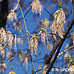 Blüten (Ash-leaved Maple, Box Elder)