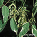 Früchte (Ash-leaved Maple, Box Elder)