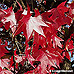Herbst (Japanese Maple)