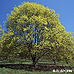 Frühling (Norway Maple)