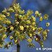 Blüten (Norway Maple)