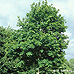 Erscheinungsbild (Ash-leaved Maple, Box Elder)