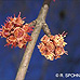 Blüten (Silver Maple)