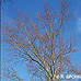 Frühling (Silver Maple)