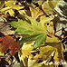 Herbst (Silver Maple)