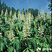 Blüten (Bottlebrush Buckeye)