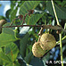 Früchte (Red Horsechestnut)