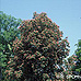 Red Horsechestnut