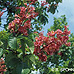 Blüten (Red Horsechestnut)