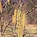 Blüten (Italian Alder)