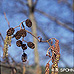 Blüten (Common Alder)