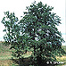 Erscheinungsbild (Common Alder)