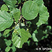 Blätter (Common Alder)