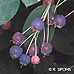 Früchte (Serviceberry, Snowy Mespilus, June Berry)