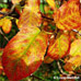 Erscheinungsbild (Serviceberry, Snowy Mespilus, June Berry)