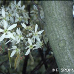Blüten (Serviceberry, Snowy Mespilus, June Berry)