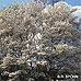 Frühling (Serviceberry, Snowy Mespilus, June Berry)