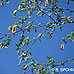 Blüten (Downy Birch)