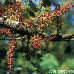 Blüten (Carob Tree, St. John's Bread)