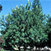 Erscheinungsbild (Carob Tree, St. John's Bread)