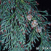 Blüten (Lawson Cypress)