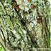 Rinde (Common Hawthorn, Quickthorn)