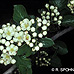 Blüten (Cockspur Thorn)
