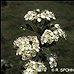 Blüten (Common Hawthorn, Quickthorn)