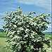 Frühling (Common Hawthorn, Quickthorn)