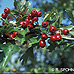 Früchte (Common Hawthorn, Quickthorn)