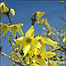 Blüten (Border Forsythia)