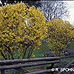 Erscheinungsbild (Border Forsythia)