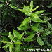 Blätter (Holm Oak, Holly Oak, Evergreen Oak)