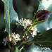Blüten (Common Holly, English Holly)