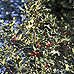 Erscheinungsbild (Common Holly, English Holly)