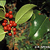 Blätter (Common Holly, English Holly)