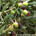 Blätter (Olive)